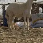 طلي مشروع فحل صنف