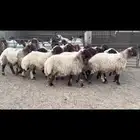 غنم نعيم صنف