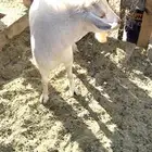 تيس فحل قزم  عمره سنه و7 أشهر