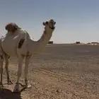 فحل علياني