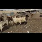 غنم نعيم مطافيل