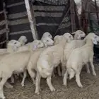 طليان للبيع جمله فل الفل