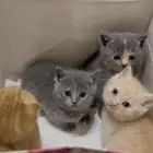 كيتن سكوتش هجين