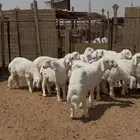 ذبايح حري بري و تيوس نظيف فيه تمارا