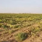 رشاش للرعي خضره