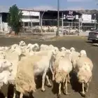 حريات طيبه 32 بالفحل دفيع شرط سونار مولد وحده معها 2