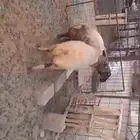 شياه نعيم دفيع