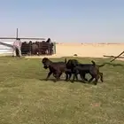 مصريات جم بيور دهم ودبس