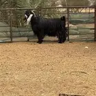 مشاريع فحول على الكايد فحل الغنم