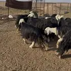 العدد 12 راس. نجد طيبه