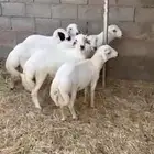 ذبايح
