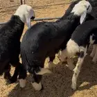 طليان ورخال
