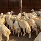 ذبايح طليان حريات العدد 35 البيع جمله او تفريد