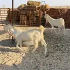 للبيع هولنديات دفيع طيبات بالحيل