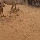 بكرة شقحا حيسونيه