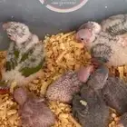 محمية الطيور المغردة