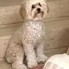 ابي كلب للتبني