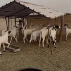 تيوس مناسبات