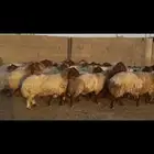 غنم نعيم دفيع