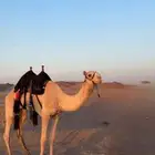 قعود للبيع جذع نقبل العروض الزينه