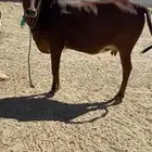 للبيع بقره جذعه لقحه