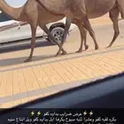 ضرايب صفر كفو