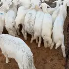 حري
