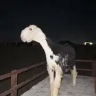 رخل نجديه .
