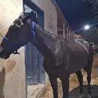 خيل انقليزي للبيغ