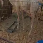 قعود فل شحم لباني