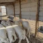 ذبايح بري نظيفه يوجد تمارا