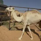 قعود