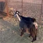 معزا ضريع