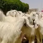 مراح عوارض بيض فااخره