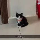 قطة للبيع