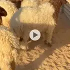 فاخر طليان