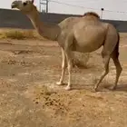 تم بيعها