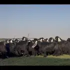 مراح عوارض فاااخره جذعات ثنوات اغلبها