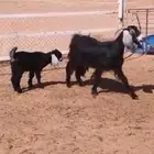 عنز مطفل شبب وطيبة