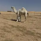 قعود علياني رباع