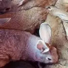 ارانب للبيع