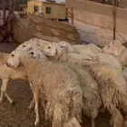 للبيع ضان حريات صنف الصنف دفع فيها 2 فحول كفوو (( تم البيع))