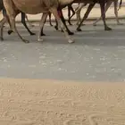 خلفه تحتها بكره باتليه كفو