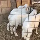 طليان حري