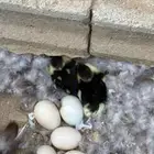 بط شرط تحصين