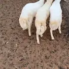 بهم 3