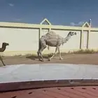 ناقه للبيع