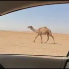 قعود جذع اصفر رماني