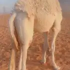 قعود قصب سمين