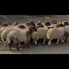 جذعات نعيم مضاريع